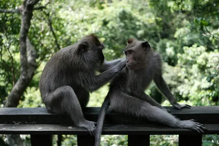 Monkey
