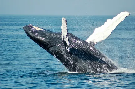 Mirissa Whale