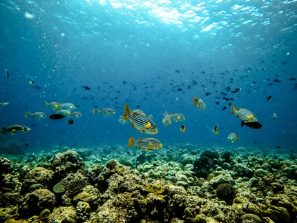 Maldives Reef