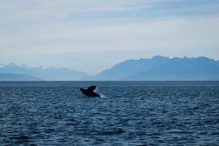 whale
