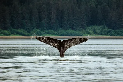 wildlife