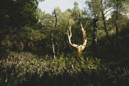nature2